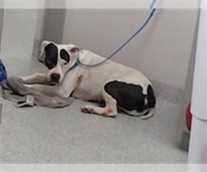 American Pit Bull Terrier Dogs for adoption in Pasadena, TX, USA