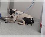 Small American Pit Bull Terrier