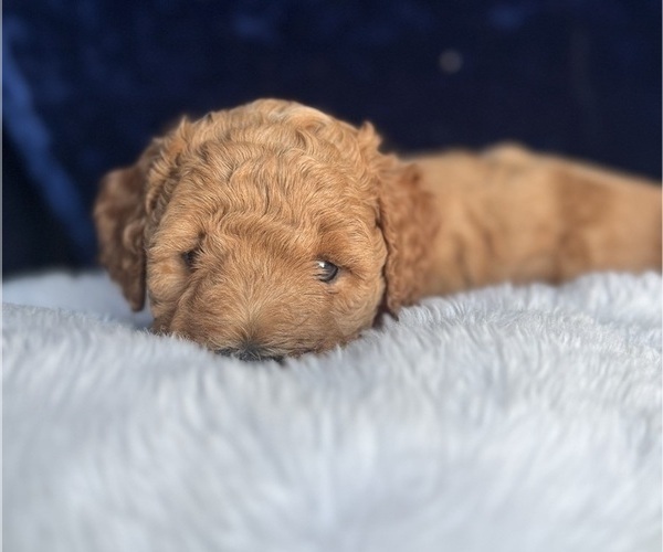 Medium Photo #3 Goldendoodle (Miniature) Puppy For Sale in SAN FERNANDO, CA, USA