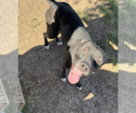 Small #4 Labrador Retriever Mix
