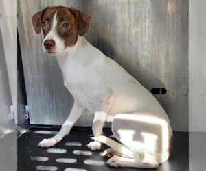 Rat Terrier-Unknown Mix Dogs for adoption in San Antonio, TX, USA