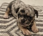 Puppy Potatoe 2 French Bulldog