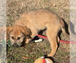 Small #1 Labrador Retriever Mix