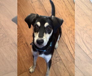 Mutt Dogs for adoption in Andover, MN, USA