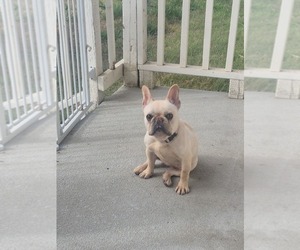 Mother of the French Bulldog puppies born on 03/26/2026