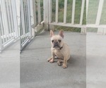 Small Photo #1 French Bulldog Puppy For Sale in RIVERSIDE, CA, USA