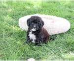 Small #3 Bernedoodle (Miniature)-Saint Berdoodle Mix
