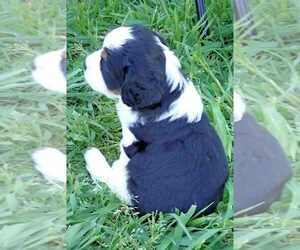 English Springer Spaniel Puppy for sale in NEWCASTLE, CA, USA
