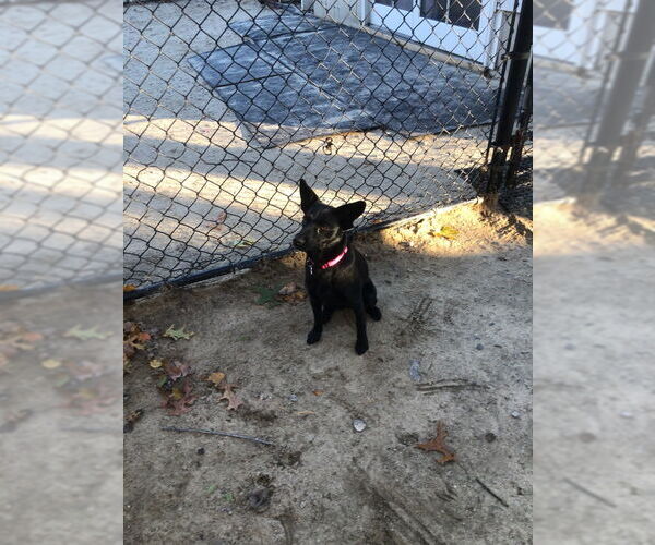 Medium Photo #2 Australian Kelpie-Labrador Retriever Mix Puppy For Sale in East Derry, NH, USA