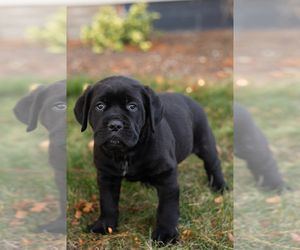 Cane Corso Puppy for sale in BOURBON, IN, USA