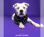 Small Photo #4 Great Pyrenees-Unknown Mix Puppy For Sale in Fargo, ND, USA