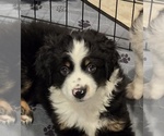 Small #1 Miniature Australian Shepherd