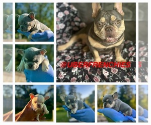 Mother of the French Bulldog puppies born on 05/05/2025