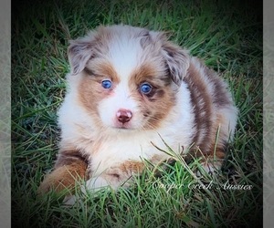 Miniature Australian Shepherd Puppy for sale in SMITHVILLE, AR, USA