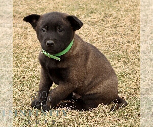 Medium Photo #3 Belgian Malinois Puppy For Sale in STRASBURG, PA, USA