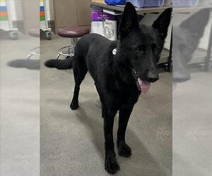 German Shepherd Dog Dogs for adoption in Forestville, MD, USA