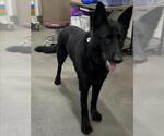 Small German Shepherd Dog