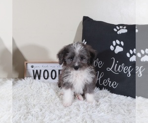 Aussiedoodle Toy Puppy for sale in MOUNT VERNON, OH, USA