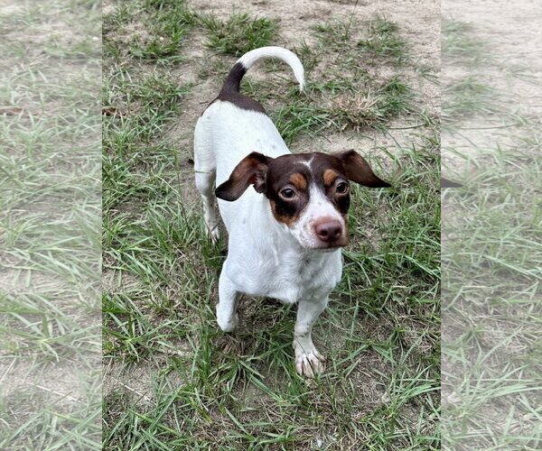Medium Photo #2 Jack Chi Puppy For Sale in Eastman, GA, USA