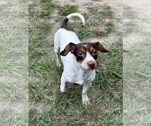 Hondo - Male Jack Chi Dog for Adoption - Photo #2