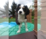 Small #80 Australian Shepherd-Cavalier King Charles Spaniel Mix