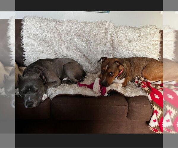 Medium Photo #19 American Pit Bull Terrier-Unknown Mix Puppy For Sale in Fargo, ND, USA