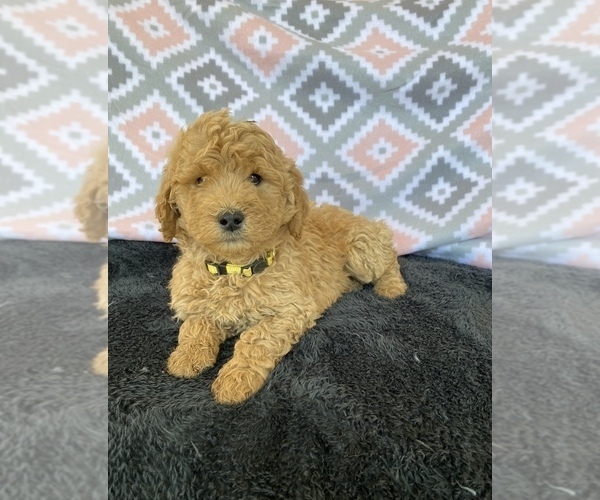 Medium Photo #1 Goldendoodle Puppy For Sale in STELLA, MO, USA