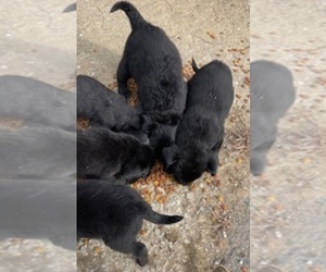 Australian Cattle Dog-Golden Labrador Mix Litter for sale in HUNTINGTON, MA, USA