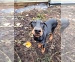 Small Photo #4 Doberman Pinscher Puppy For Sale in DAMASCUS, OR, USA