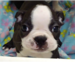 Puppy Willy Boston Terrier