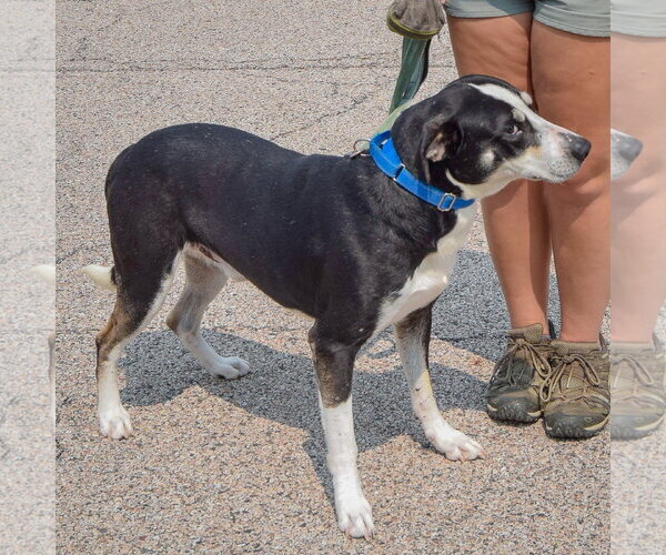 Medium Photo #5 Borador Puppy For Sale in Huntley, IL, USA