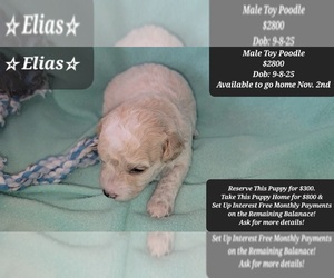 Poodle (Toy) Puppy for sale in TUCSON, AZ, USA