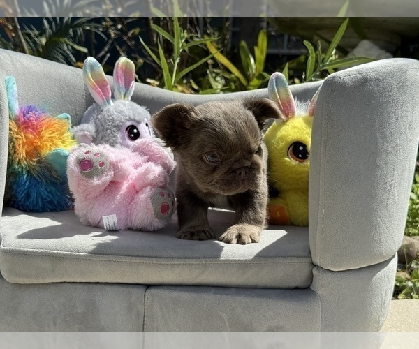 Medium Photo #15 French Bulldog Puppy For Sale in LEHIGH ACRES, FL, USA