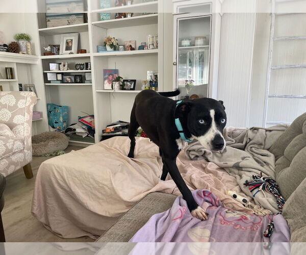 Medium Photo #3 Labrador Retriever-Unknown Mix Puppy For Sale in Woodland Hills, CA, USA