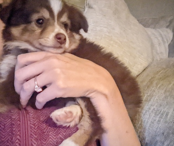 Medium Photo #5 Miniature Australian Shepherd Puppy For Sale in SPENCER, TN, USA