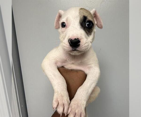 Medium Photo #1 American Staffordshire Terrier Puppy For Sale in San Antonio, TX, USA