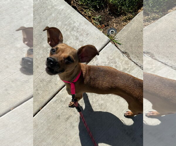 Medium Photo #3 Chihuahua-Unknown Mix Puppy For Sale in Newport Beach, CA, USA