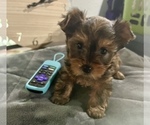 Small #1 -Yorkshire Terrier Mix