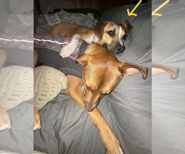 Medium Photo #16 American Pit Bull Terrier-Unknown Mix Puppy For Sale in New York, NY, USA