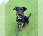 Bellatrix - Female Mutt Dog for Adoption - Small photo