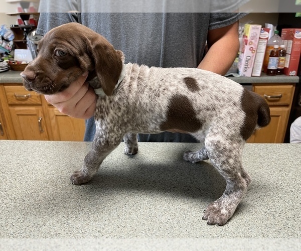 Medium Photo #9 German Shorthaired Pointer Puppy For Sale in ALBEMARLE, NC, USA