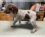 Small Photo #9 German Shorthaired Pointer Puppy For Sale in ALBEMARLE, NC, USA
