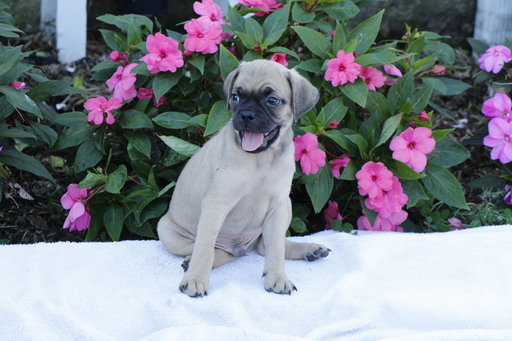 Medium Photo #1 Jug Puppy For Sale in SHIPPENSBURG, PA, USA
