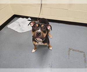 Medium American Pit Bull Terrier