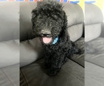 Image preview for Ad Listing. Nickname: Golden doodle