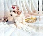 Small Photo #37 Goldendoodle (Miniature) Puppy For Sale in GASTONIA, NC, USA