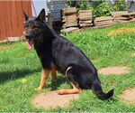 Small #2 German Shepherd Dog Mix