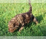 Small Photo #2 Goldendoodle Puppy For Sale in HOWARD CITY, MI, USA