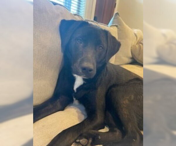 Medium Photo #1 Labrador Retriever-Unknown Mix Puppy For Sale in Candler, NC, USA