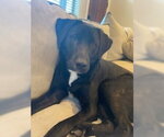Small Labrador Retriever Mix